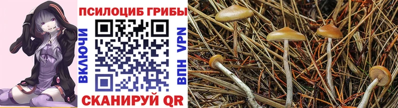 Псилоцибиновые грибы мицелий  Цимлянск 